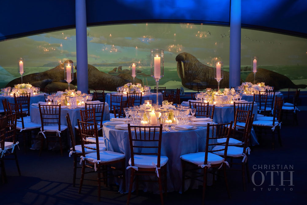 Loulie Walker Events: Museum of Natural History, NYC