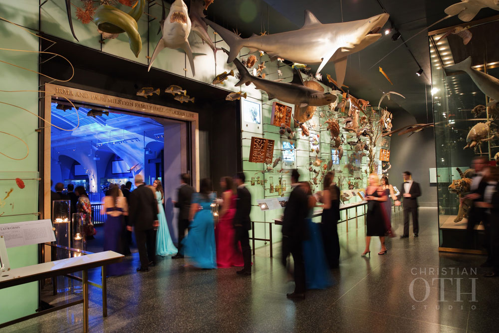 Loulie Walker Events: Museum of Natural History, NYC