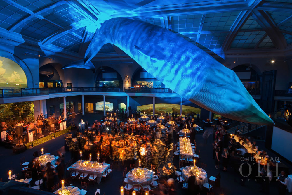 Loulie Walker Events: Museum of Natural History, NYC