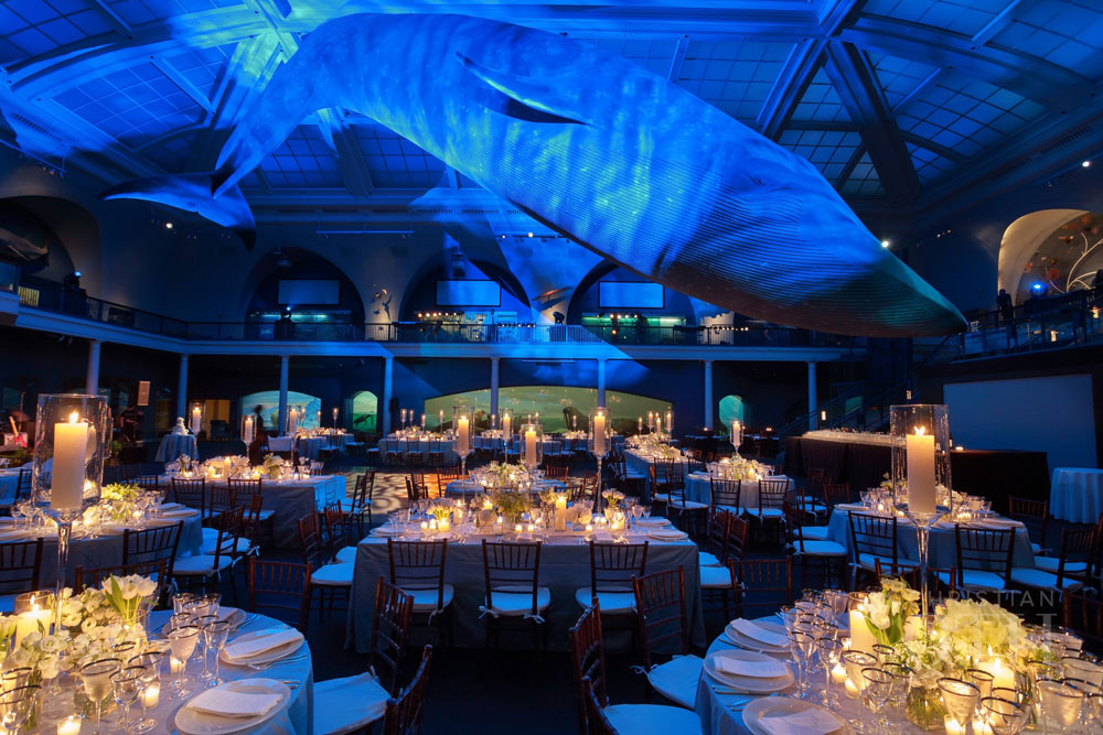 Loulie Walker Events: Museum of Natural History, NYC